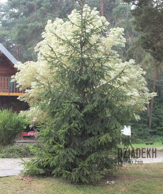 Ciekawe drzewa przed nieczynną gospodą Raj - dziadekh