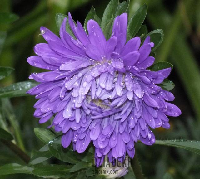 Jesienny kwiatek w deszczu - dziadekh