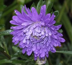 Jesienny kwiatek w deszczu