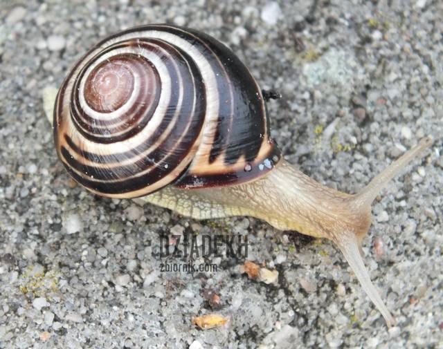 ... pokaż rogi... - dziadekh