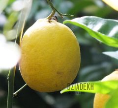 Trochę witaminek na jesienne wieczory