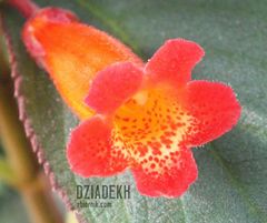 Ładny kwiatek jako wspomnienie lata