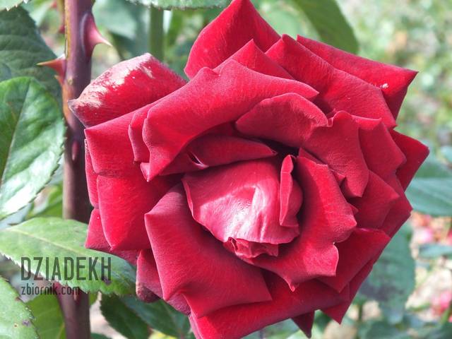Ostatnie róże - dziadekh