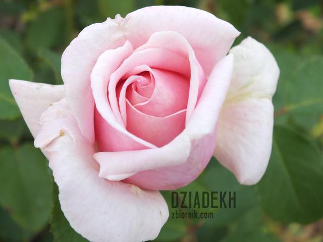 też jedna z ostatnich - dziadekh