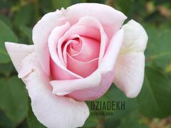 też jedna z ostatnich