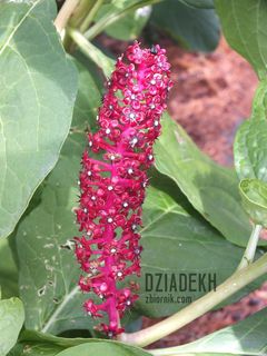 Jeszcze jeden ładny kwiatek...