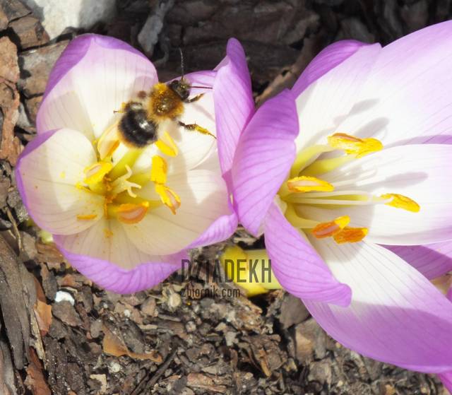 Krokusy Jesienią? - dziadekh