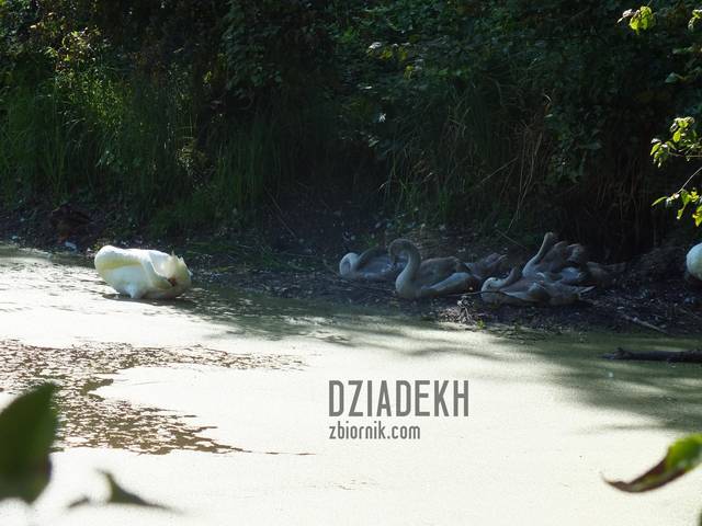 Abądziowa rodzinka - dziadekh