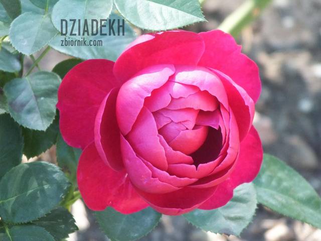 Piękna róża z pałacowych ogrodów - dziadekh