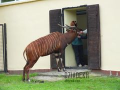 A może coś się uda wyżebrać?