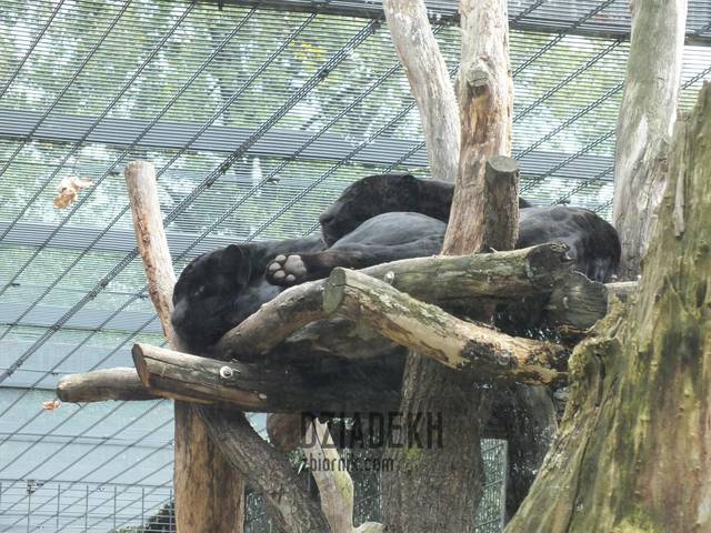 Pan...tera - dziadekh