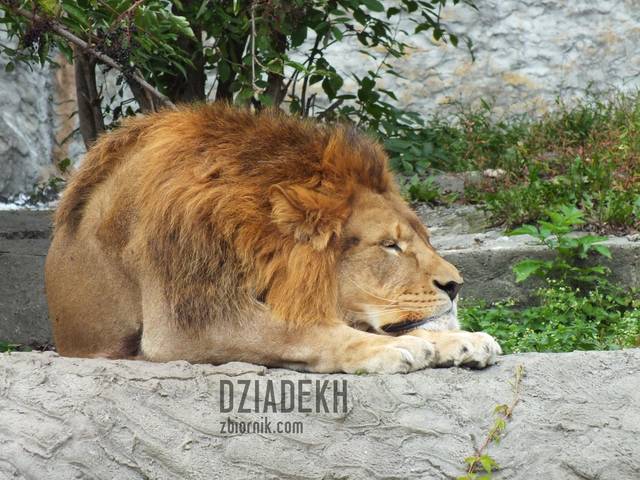 Jego Wysokość odpoczywa - dziadekh