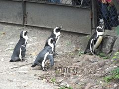 Pingwinie komando suszy ząbki do człowieków.