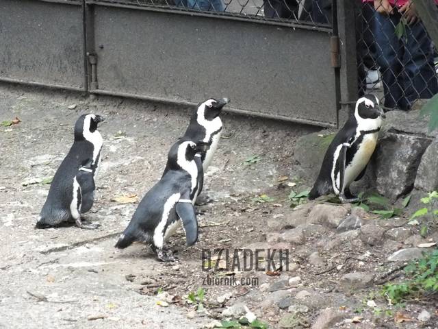 Pingwinie komando suszy ząbki do człowieków. - dziadekh