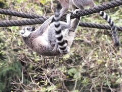 A król Julian chyba znowu zgubił koronę