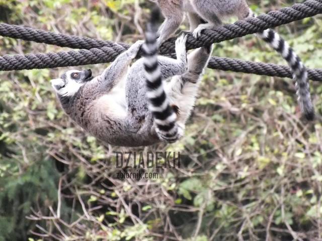 A król Julian chyba znowu zgubił koronę - dziadekh