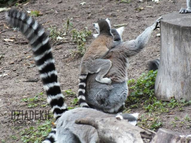 Pani Julianowa z potomstwem? - dziadekh