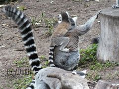 Pani Julianowa z potomstwem?