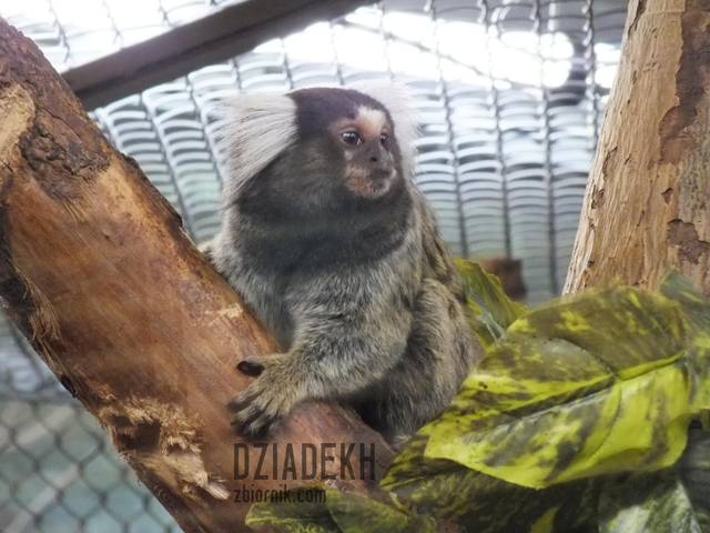 To podobno też nasza kuzynka. - dziadekh