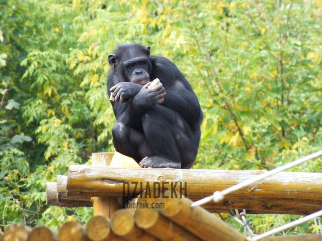 Podobno nasz najbliższy kuzyn. - dziadekh