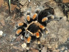 Wprawdzie nie futrzak...