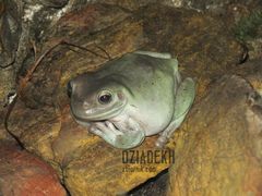 Prawda, że jestem milusia?