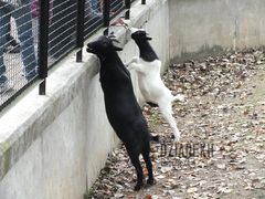 Czego nie robi się dla smakołyków.