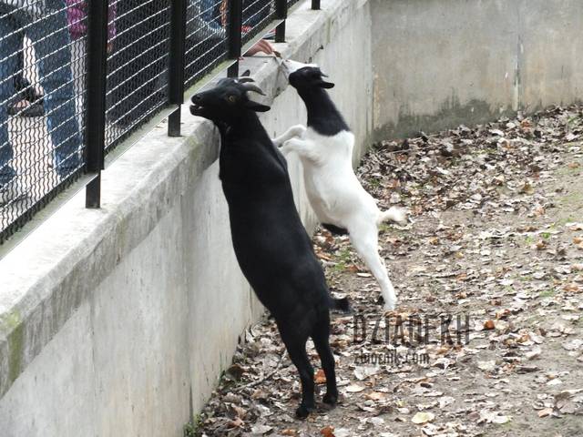 Czego nie robi się dla smakołyków. - dziadekh
