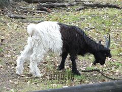 Tylko czerń i biel.