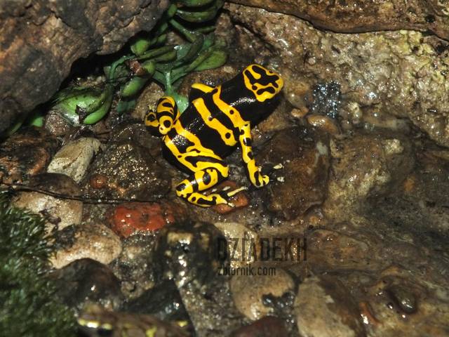 Kolejny płaz dla miłośników. - dziadekh