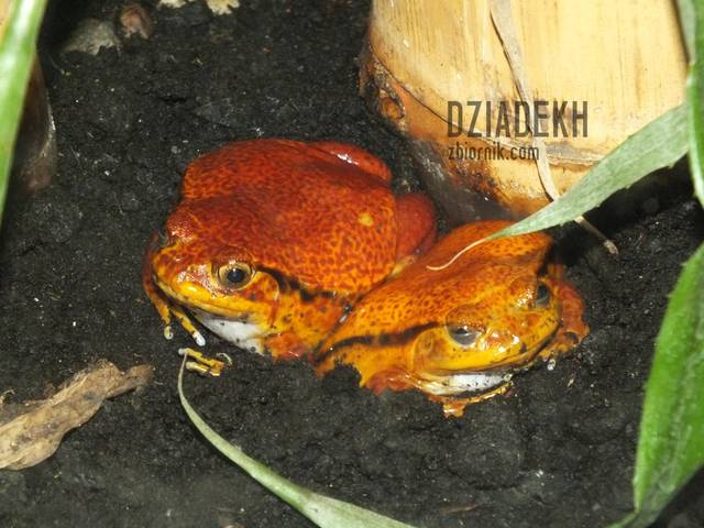 O ile dobrze pamiętam, to są żaby pomidorowe. - dziadekh