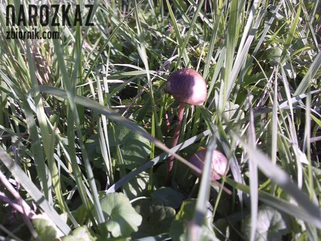 Bracia Grzyb - NaRozkaz