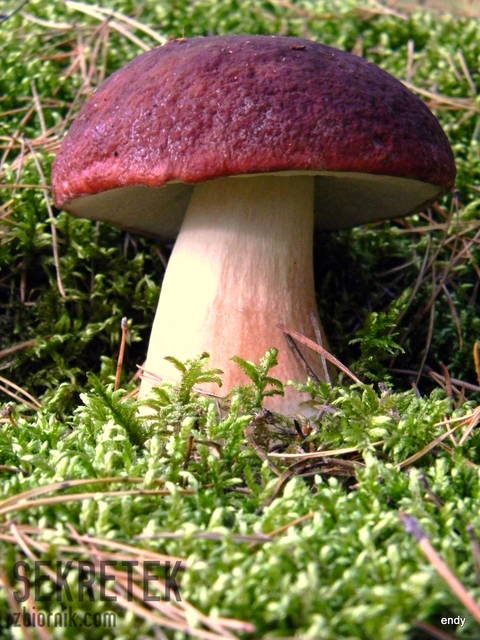 dla tych co lubię dorodne korzenie :P - sekretek