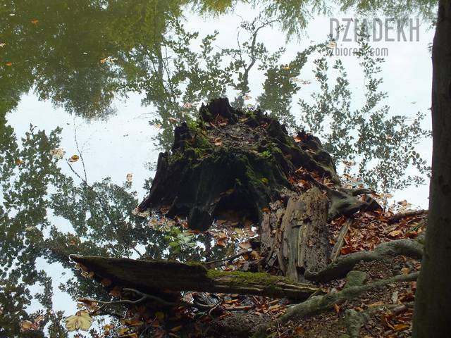 Zmurszały pieniek - dziadekh