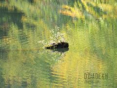 Jeszcze jeden pieniek