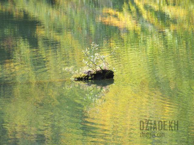 Jeszcze jeden pieniek - dziadekh