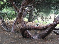 Ciekawe drzewka w Krasiczynie