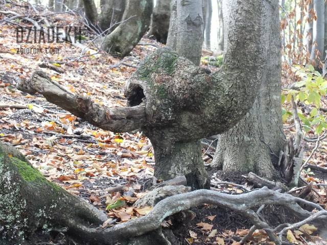 Ciekawostka - dziadekh