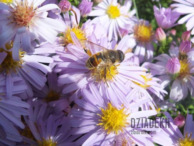 Jesienne kwiatki - dziadekh