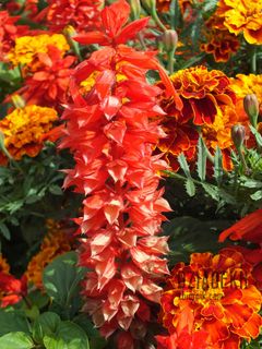 Ostatnie takie kwiatki tej jesieni