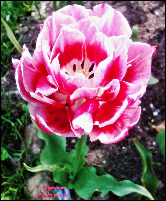 ....do zobaczenia Kochani....;) - MAGICSEXXX