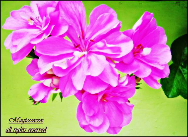 DSC04090.JPG - MAGICSEXXX