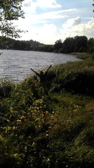 Wodnik szuwarek - magnesss