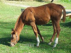 Coś dla miłośników koni
