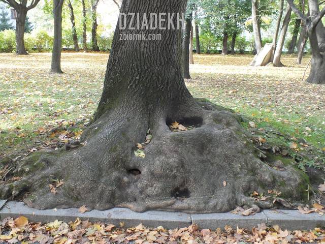 Trochę nietypowe drzewo - dziadekh