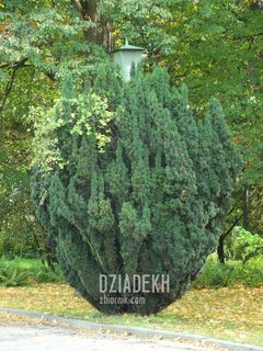 Ciekawe maskowanie lamp