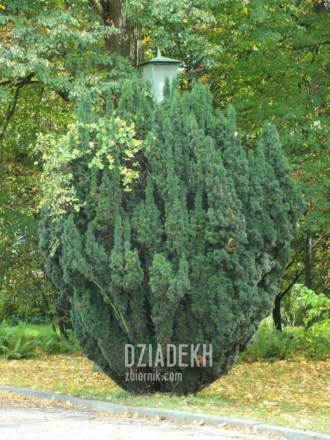 Ciekawe maskowanie lamp - dziadekh