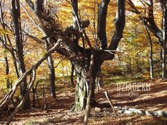 Pokręcony jest los drzewa w górach