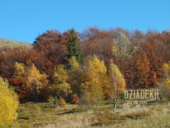 Pełna paleta barw jesieni
