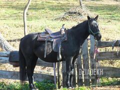 Qń jaki jest każdy widzi